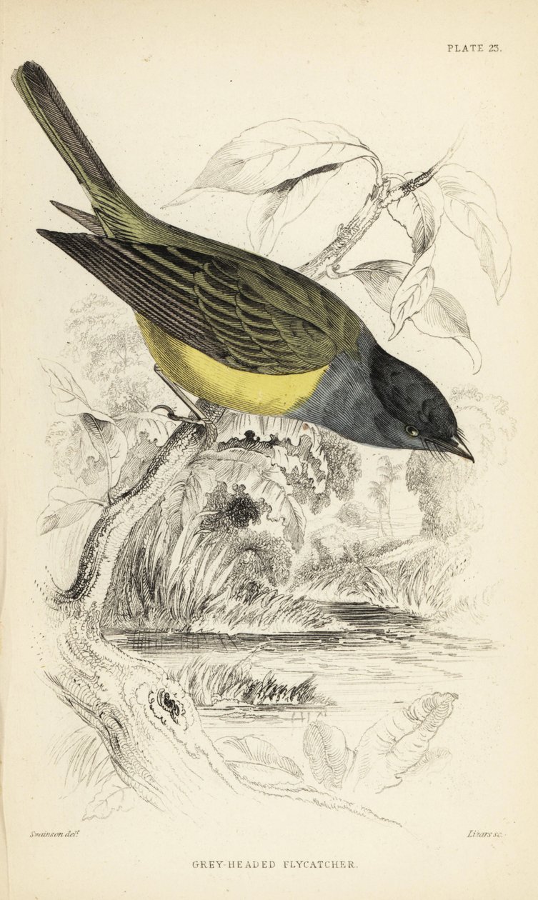 Gråhuvad kanarieflygnappare, Culicicapa ceylonensis (Gråhuvad flugsnappare, Cryptolopha poiocephala). Handkolorerat stålgravyr av William Lizars efter en illustration av William Swainson från Sir William Jardine