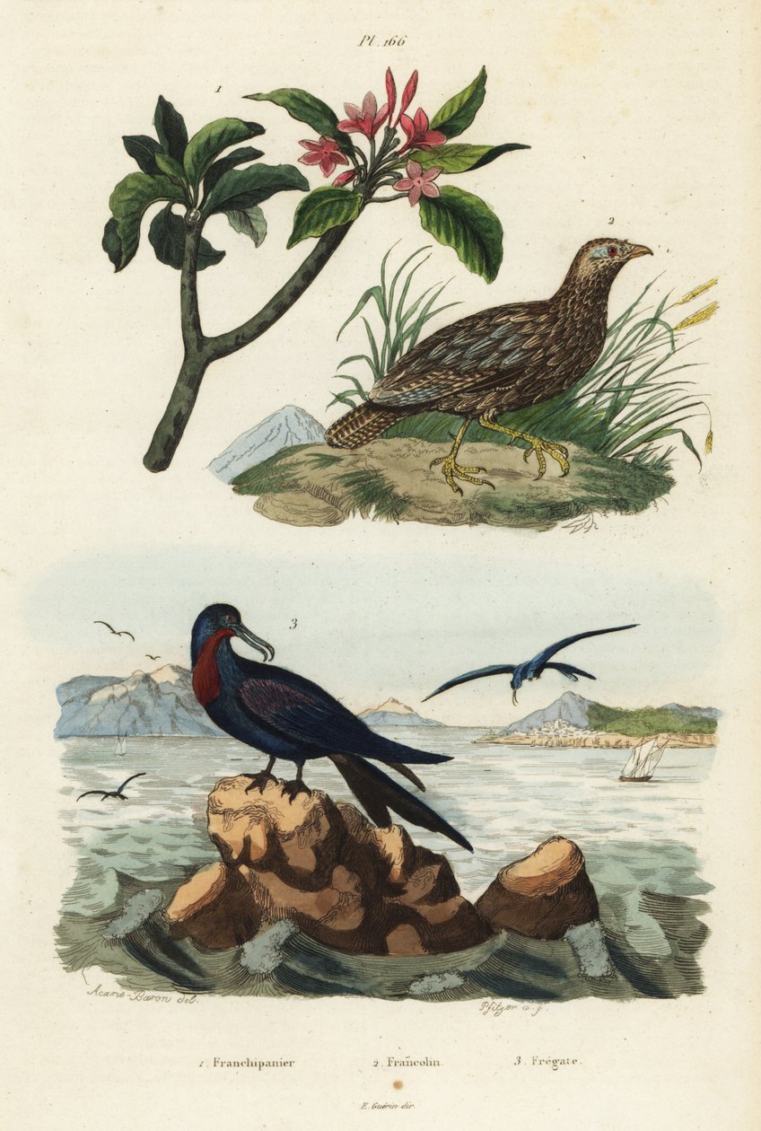 Gråvingad francolin, Scleroptila afra 2, stor fregattfågel, Fregata minor 3 och röd frangipani, Plumeria rubra 1 av Unbekannt