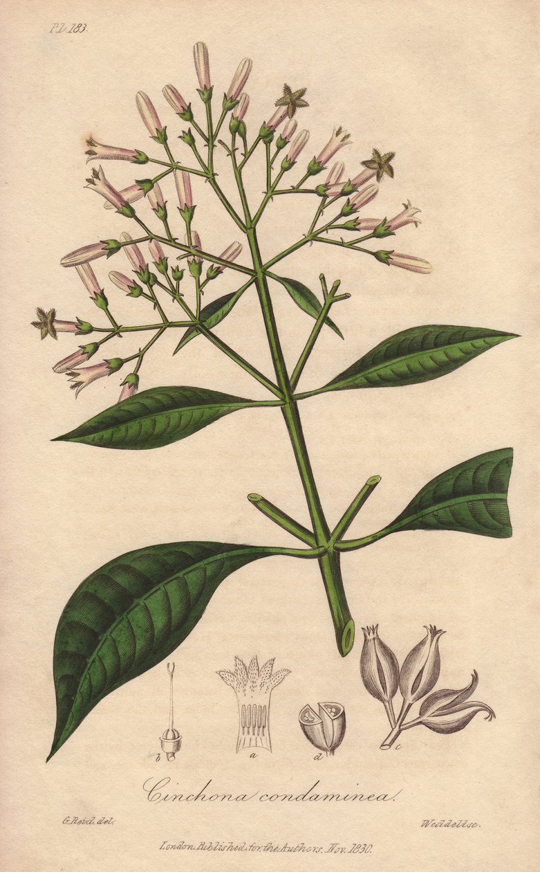 Grå quinquina (Cinchona officinalis) - Starkt vatten av William Clarke för att illustrera "Medical Botanical, Description of the Medicinal Plants of London, Edinburgh and Dublin" av John Stephenson och James Morss Churchill, publicerad i London av John Chu av Unbekannter Künstler