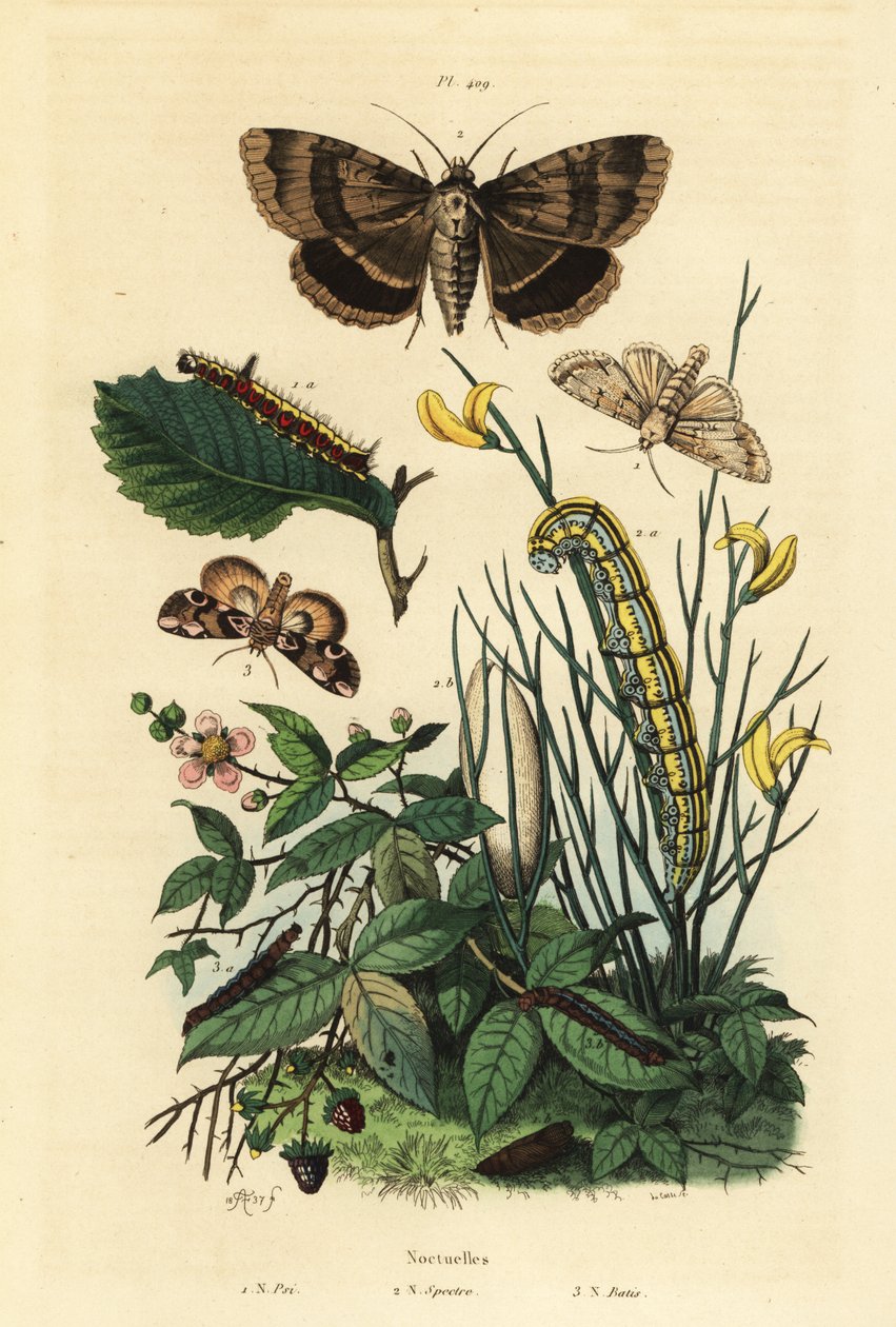 Grå daggermal och larv, Acronicta psi 1, Apopestes spectrum moth och larv 2, persikoblommor och larv, Thyatira batis 3 av Unbekannt