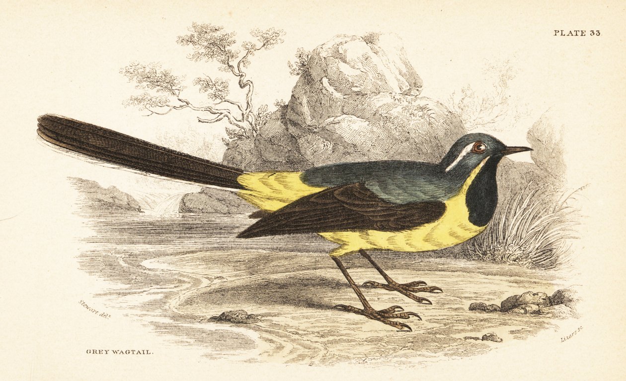 Grå vippsvans, Motacilla cinerea. 1889 (gravyr) av Unbekannter Künstler
