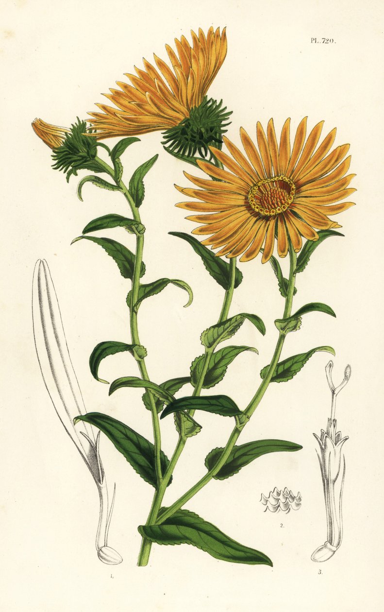 Grindelia grandiflora. Handkolorerad litografi från Louis van Houtte och Charles Lemaires Flowers of the Gardens and Hothouses of Europe, Flore des Serres et des Jardins de l