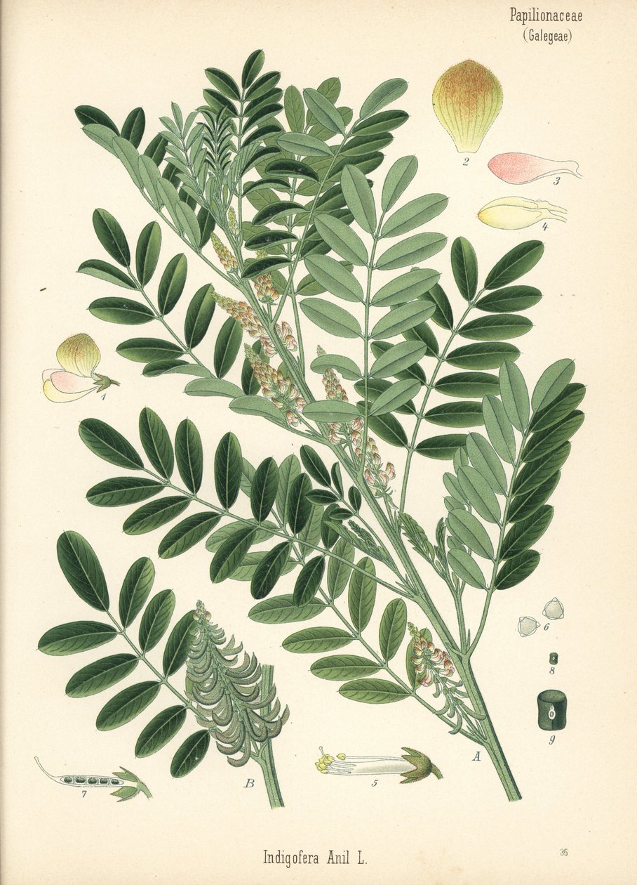 Guatemalas indigo eller småbladig indigo, Indigofera suffruticosa (Indigofera anil). Kromolitografi efter en botanisk illustration från Hermann Adolph Koehler