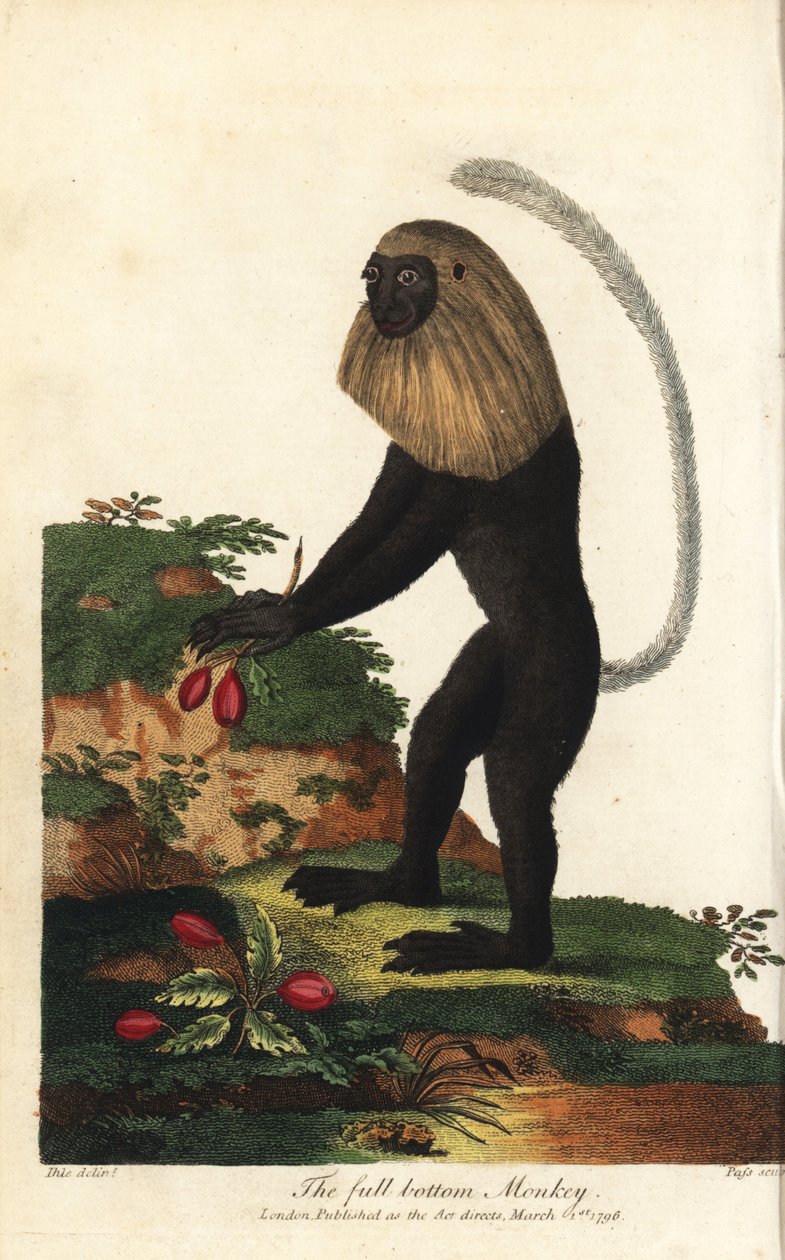 Guereza från Angola eller angolansk svartvit kolob - Angola colobus, Colobus angolensis. Fullbottnad apa, uppkallad efter sin likhet med en fullbottnad peruk. Handkolorerat kopparstick av J. Pass efter en illustration av Johann Jakob Ihle från Eb av Unbekannter Künstler