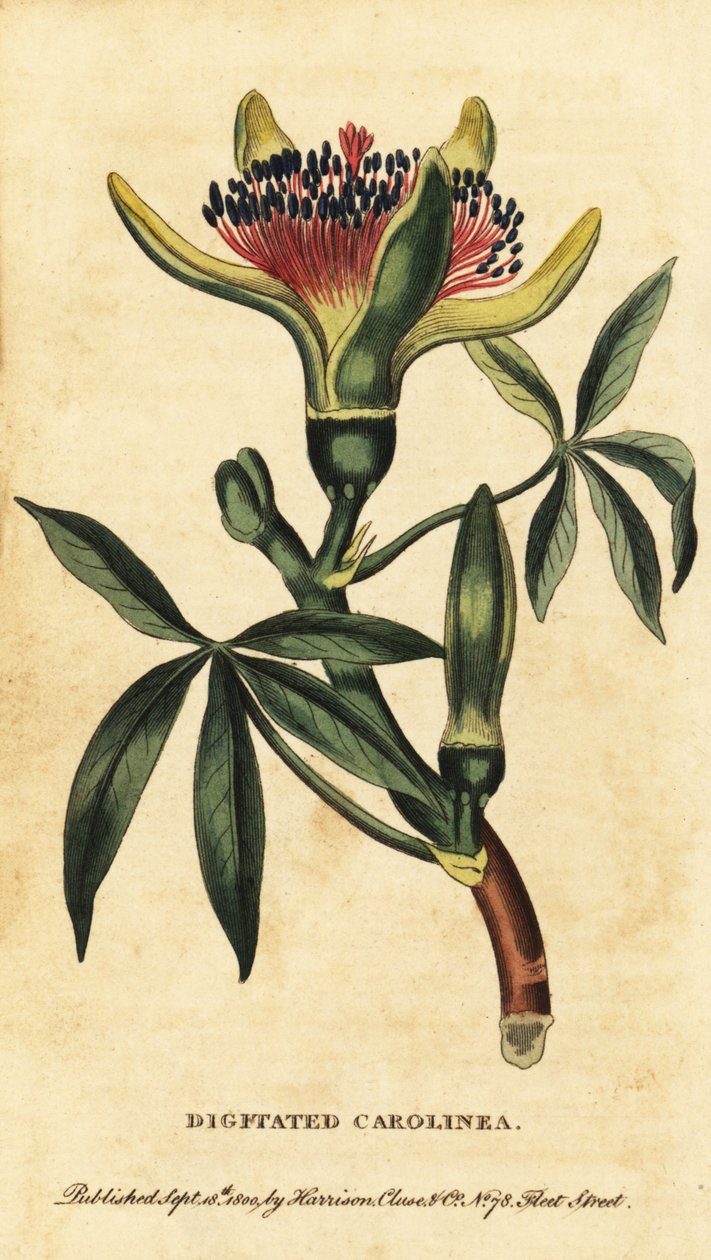 Guiana kastanj, Pachira aquatica. ,1800 (gravyr) av Unbekannter Künstler
