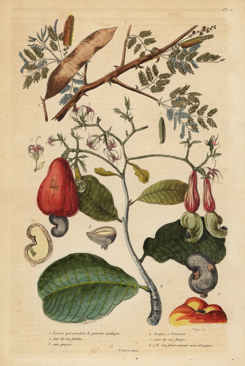 Gummi arabicträd, Senegalia senegal (Acacia verek) 1,2,3 och cashewnötsträd, Anacardium occidentale 4,5,6 av Unbekannt