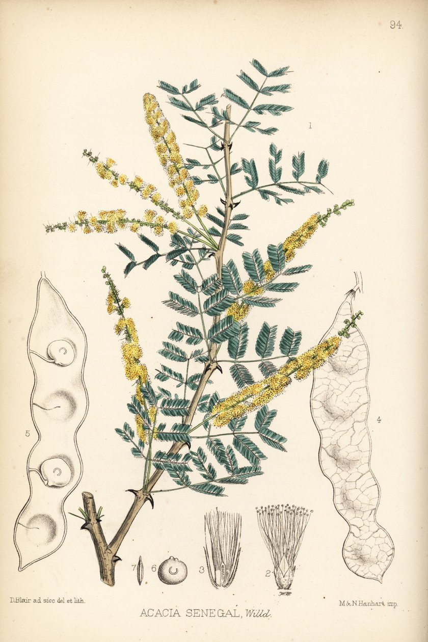 Arabiskt gummi, verek- eller hashabgummi, Acacia senegal. Handkolorerad litografi av Hanhart efter en botanisk illustration av David Blair från Robert Bentley och Henry Trimen