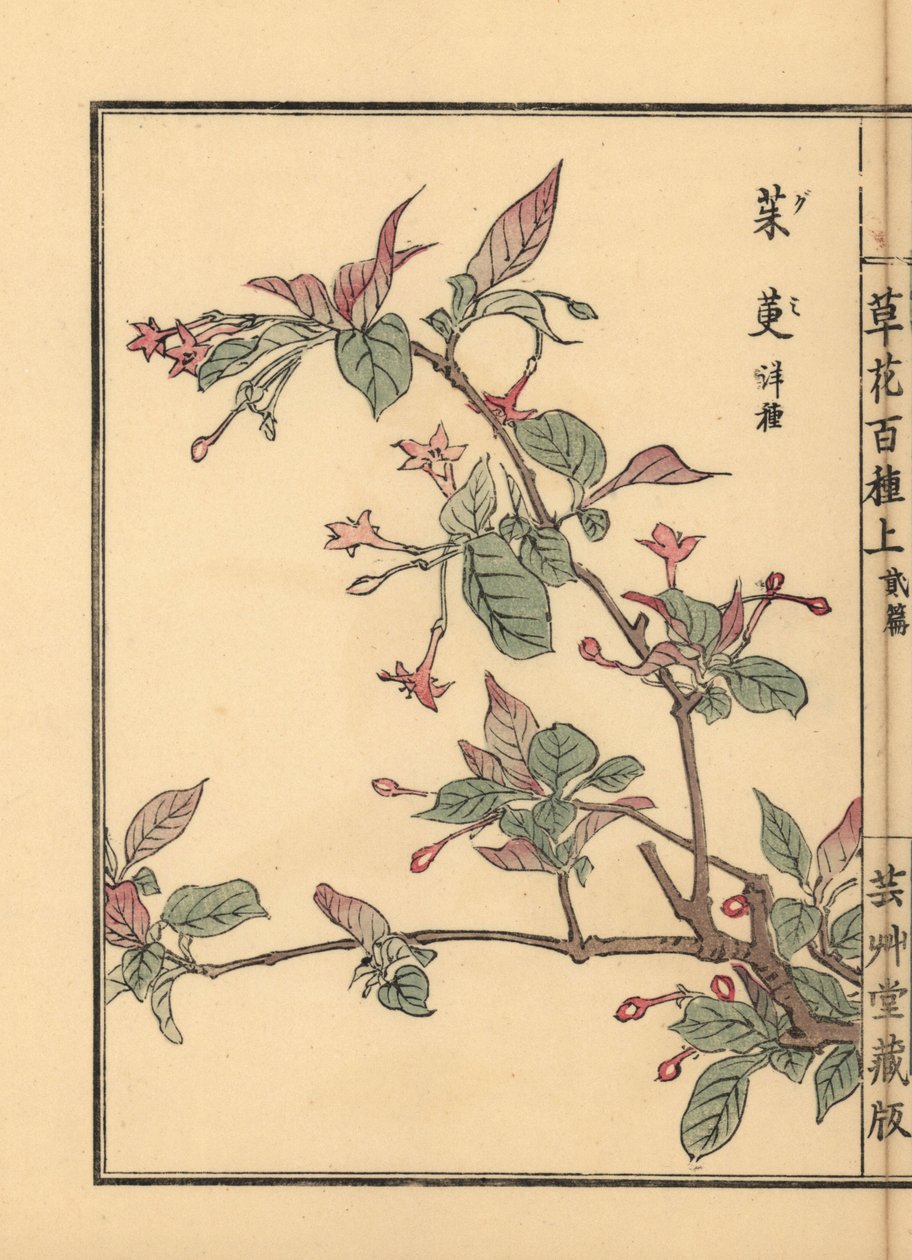 Gumi, natsugumi eller körsbärssilverbär, Elaeagnus multiflora. Populär som prydnadsväxt eller bonsaiträd. Handkolorerat träsnitt av Kono Bairei från Kusa Bana Hyakushu (Hundra olika sorters blommor), Tokyo, Yamada av Unbekannter Künstler