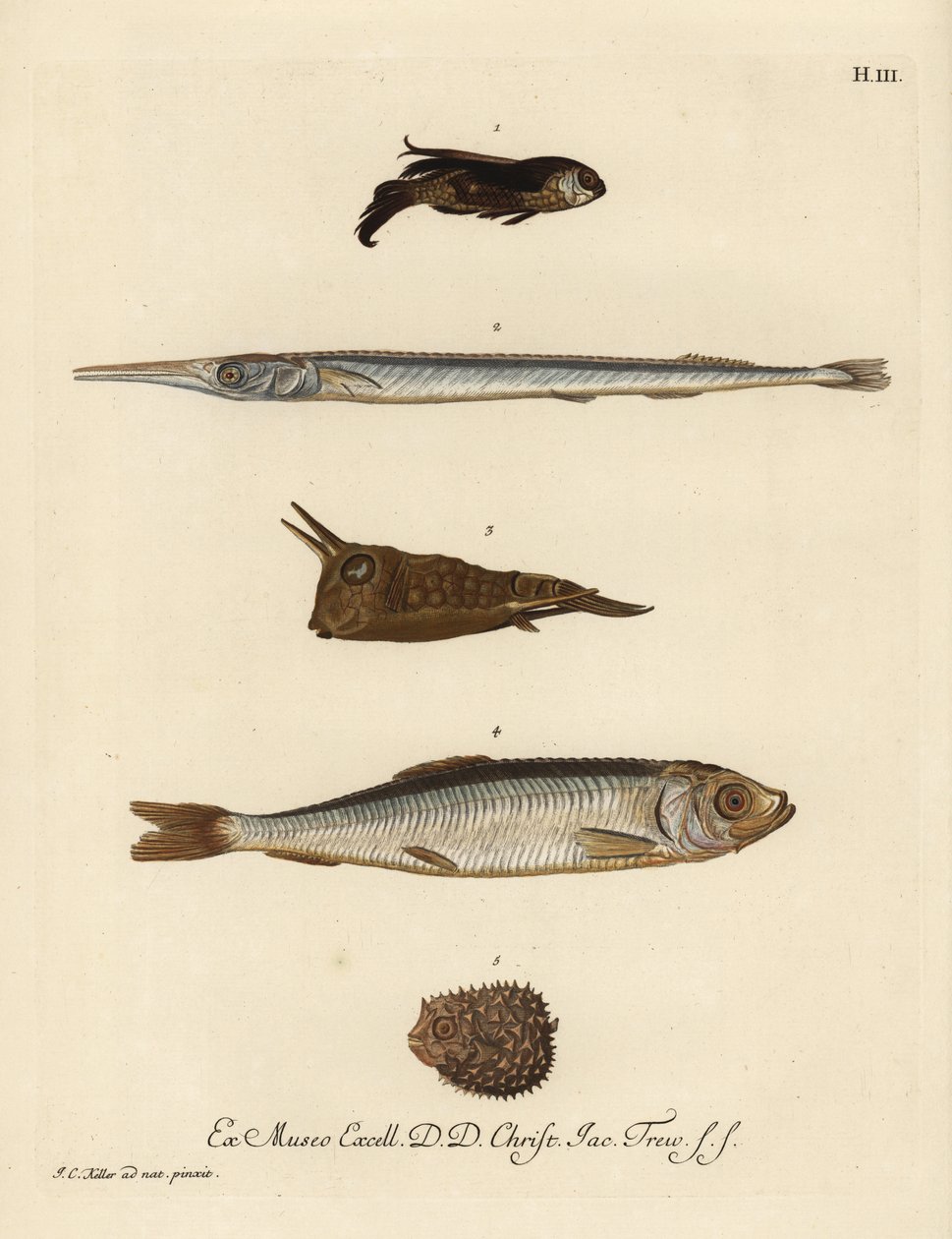 Knurrfisk, Chelidonichthys species 1, nålfisk, Belone belone 2, långhorning, Lactoria cornuta 3, sill, Clupea harengus 4, och piggsvin, Chilomycterus reticulatus 5. Handkolorerat kopparstick efter en illustration av Johann av Unbekannter Künstler