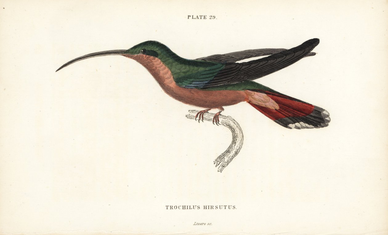 Hårbent kolibri, Glaucis hirsutus (Rufosbröstad eremit, Trochilus hirsutus). Handkolorerad stålgravyr av William Lizars från Sir William Jardine