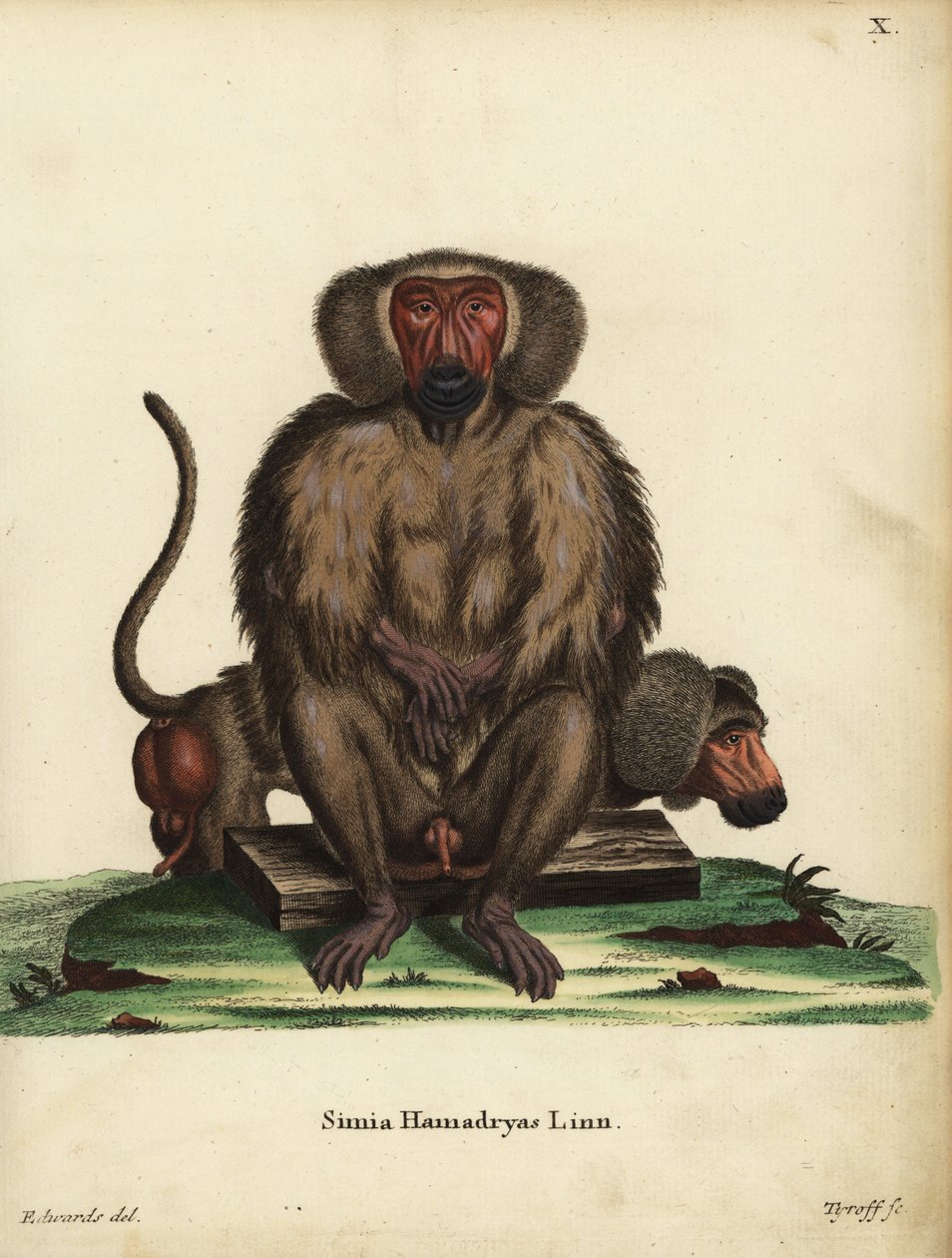 Hamadryas babian, Papio hamadryas. Simia hamadryas Linn. Handkolorerat kopparstick av Tyroff efter en illustration av George Edwards från Johann Christian Daniel Schreber