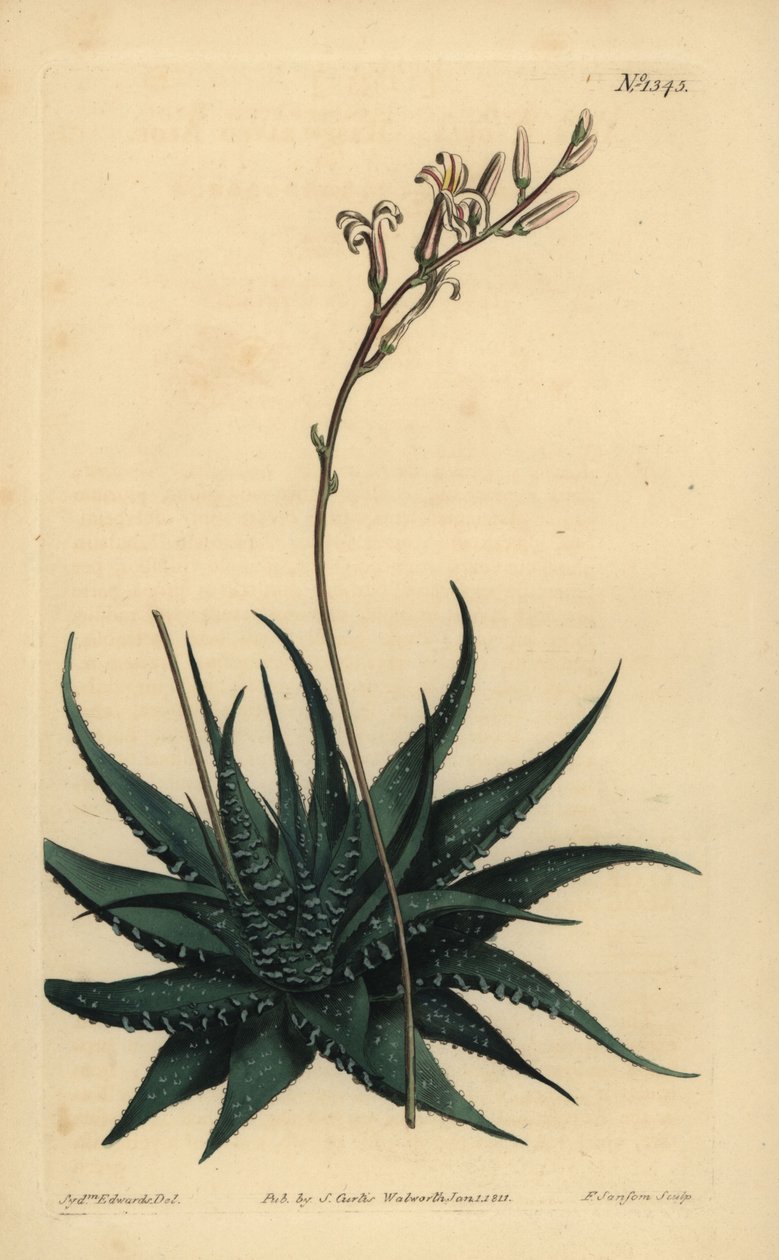 Haniki Dwarf Alo, Howartie Attenuata War. Stavar. Raspbladig aloe, aloe stavar av Unbekannt