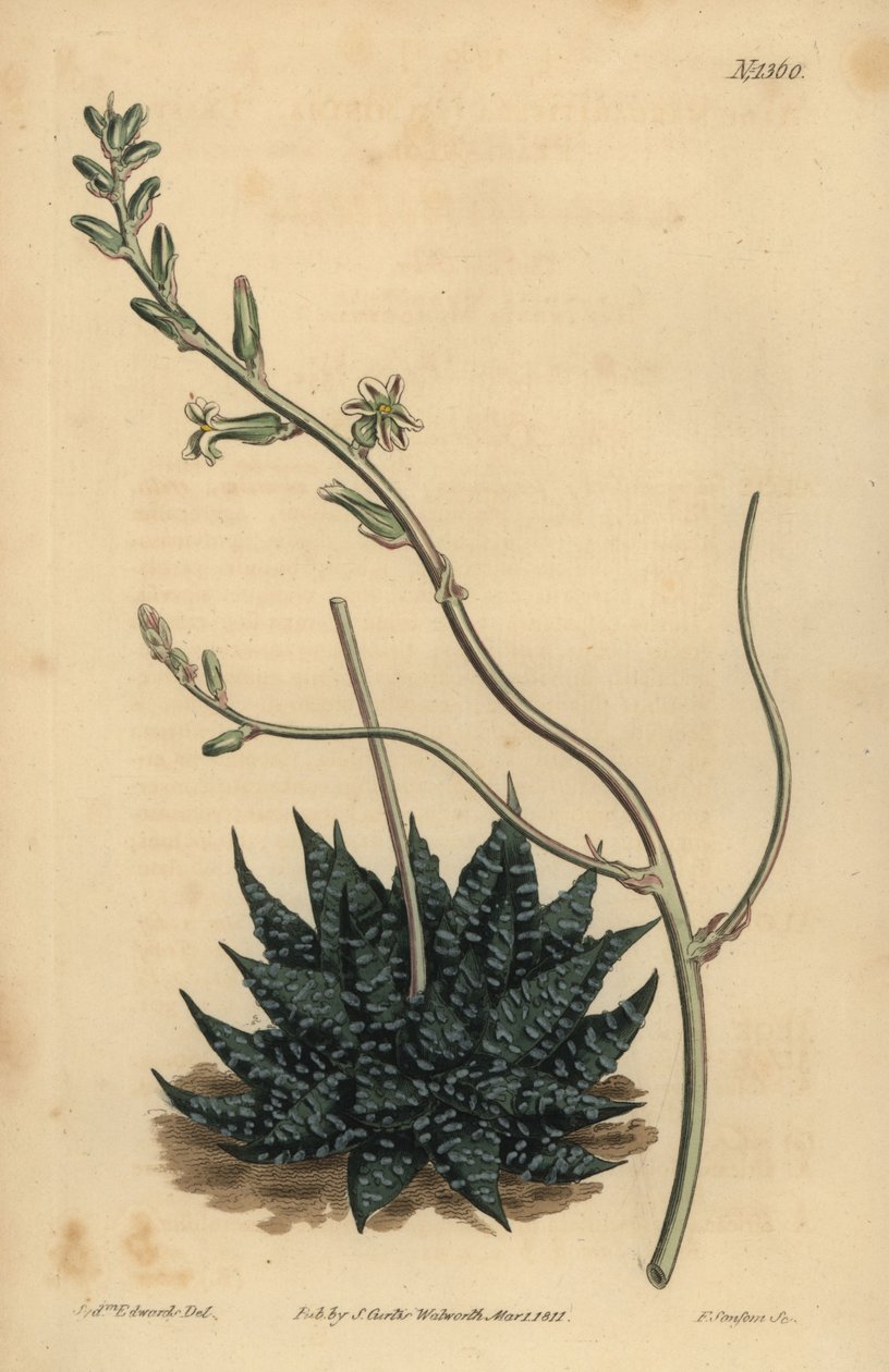 Haworthia minor eller Tulista minima (Minst pärlaloe, Aloe margaritifera minima) av Unbekannt