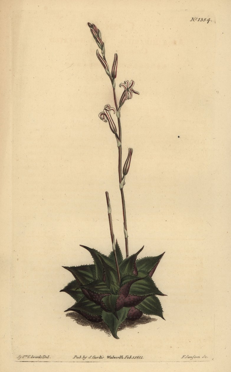 Haworthia mirabilis (Råbladig kuddealoe, Aloe mirabilis) av Unbekannt
