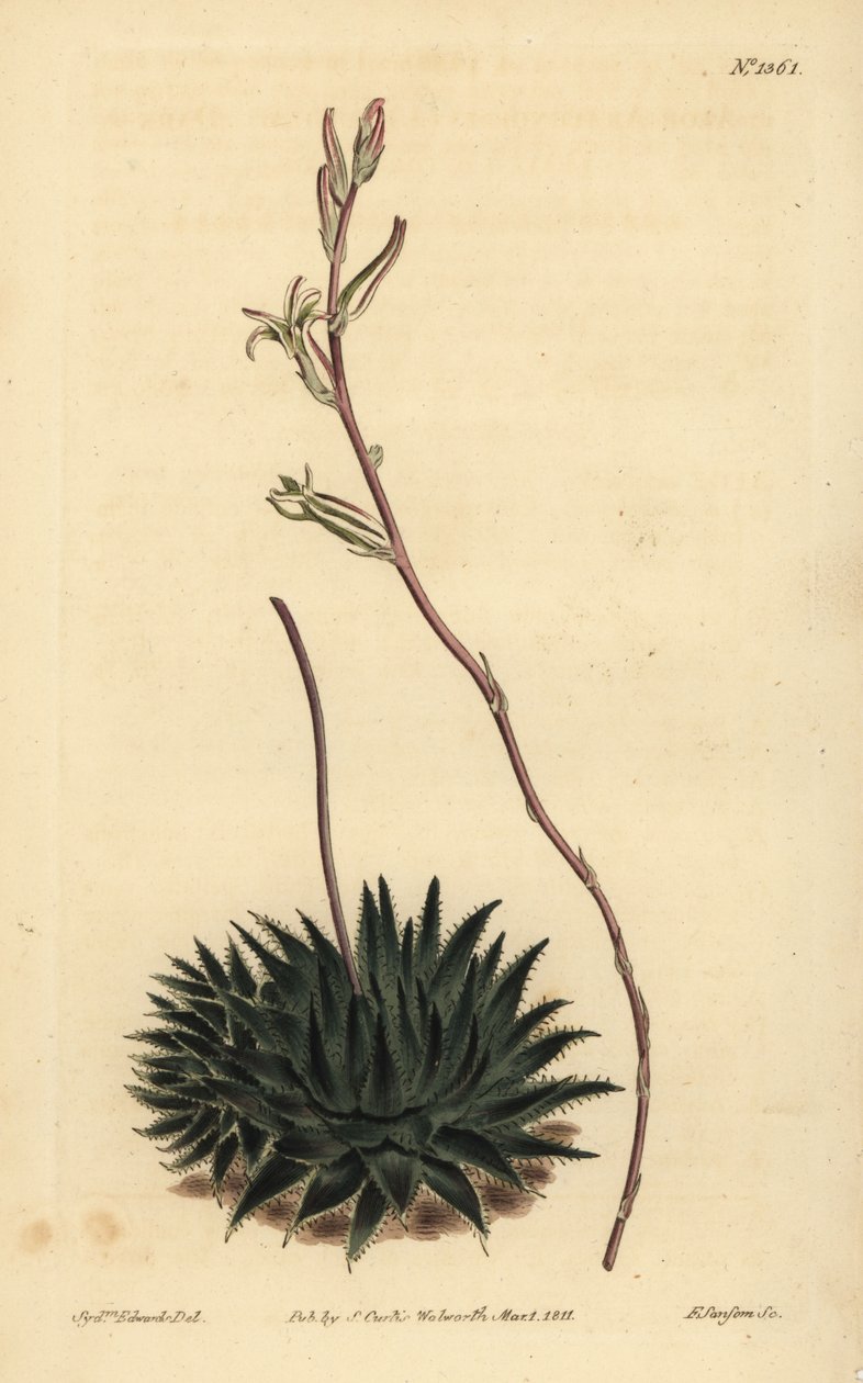 Haworthia pumila eller Tulista pumila (mörkbladig spindelaloe, Aloe arachnoides pumila) av Unbekannt