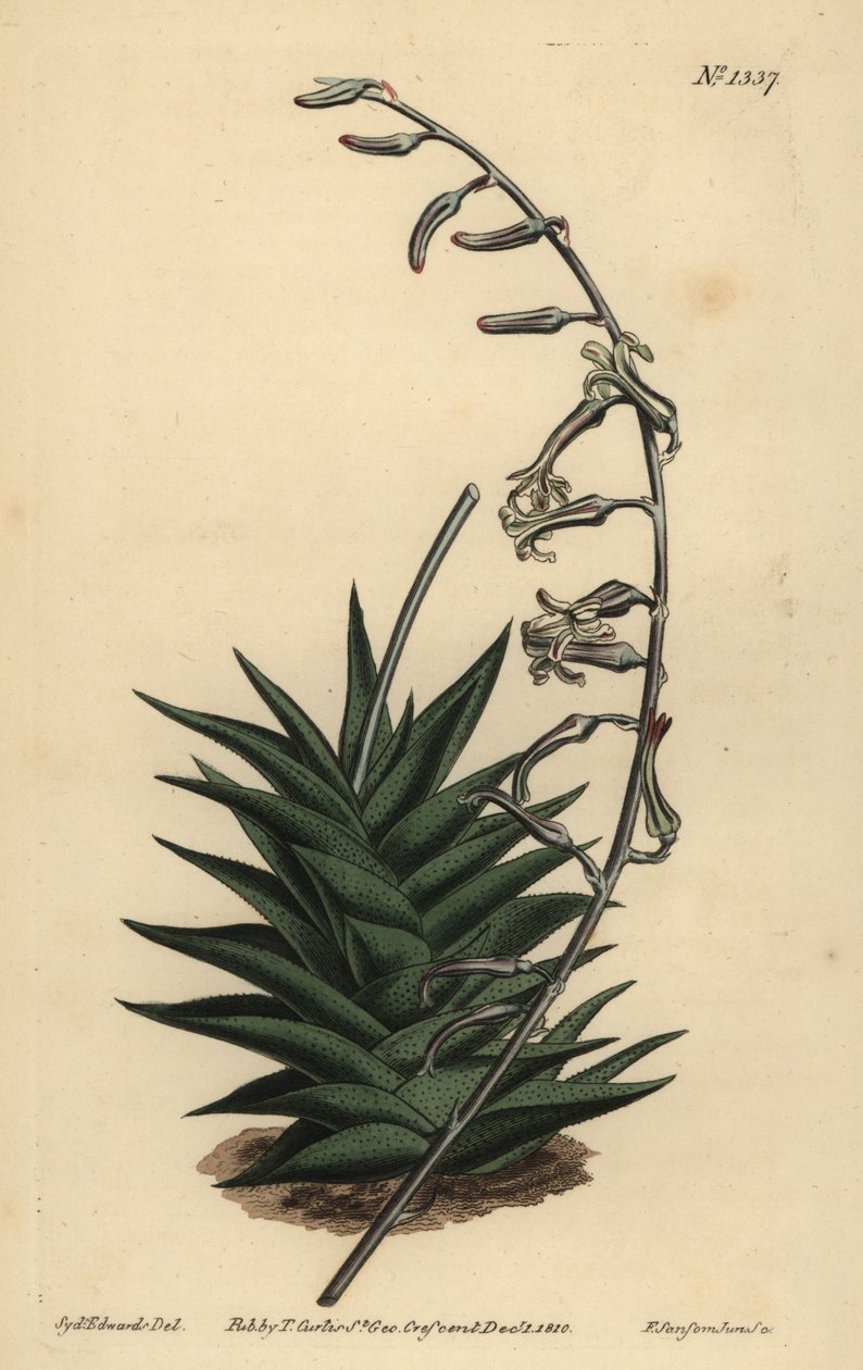 Haworthia viscosa (Styvbladig aloe, Aloe rigida) av Unbekannt