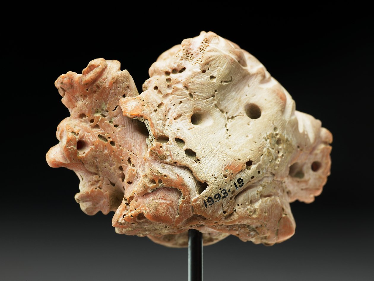 Huvud av Medusa, från Bactria eller Gandhara, 2:a-1:a århundradet f.Kr. (rosa korall) av Unbekannt