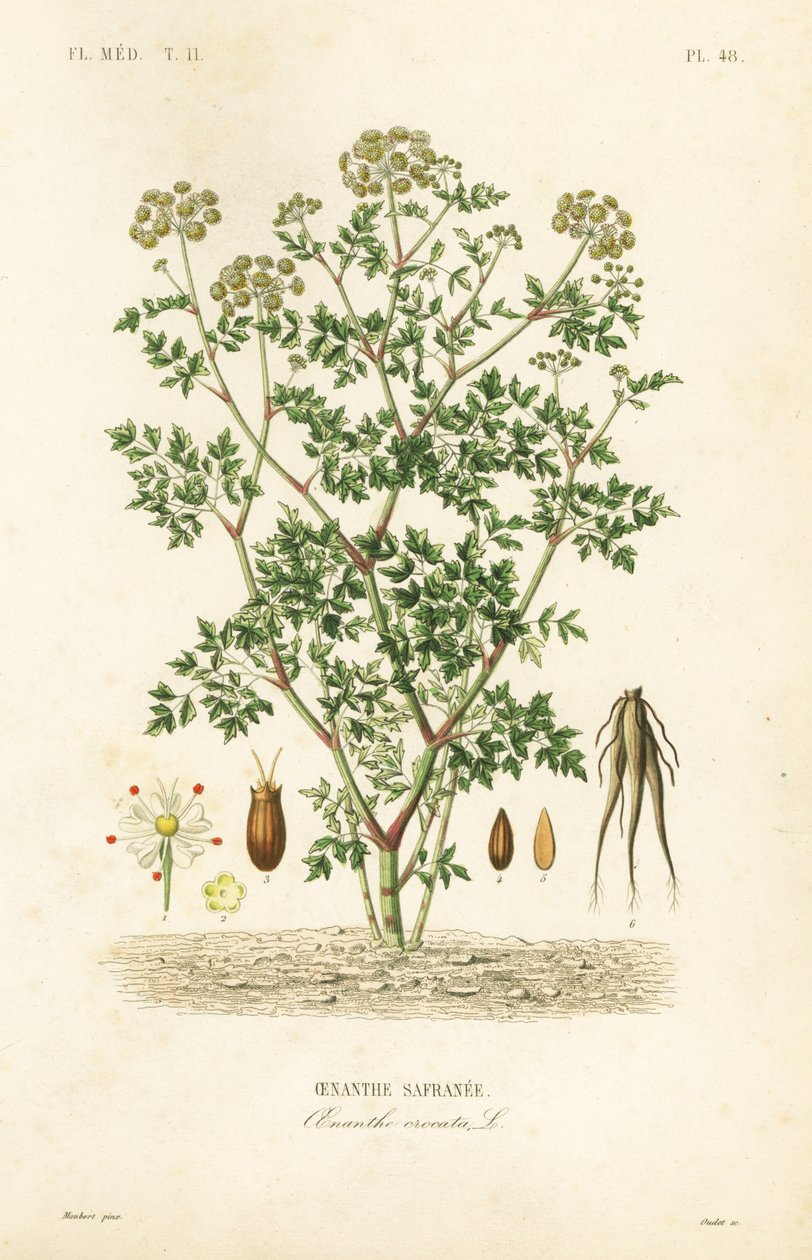 Hemlock vattendroppört, Oenanthe crocata, Oenanthe safranee av Unbekannt