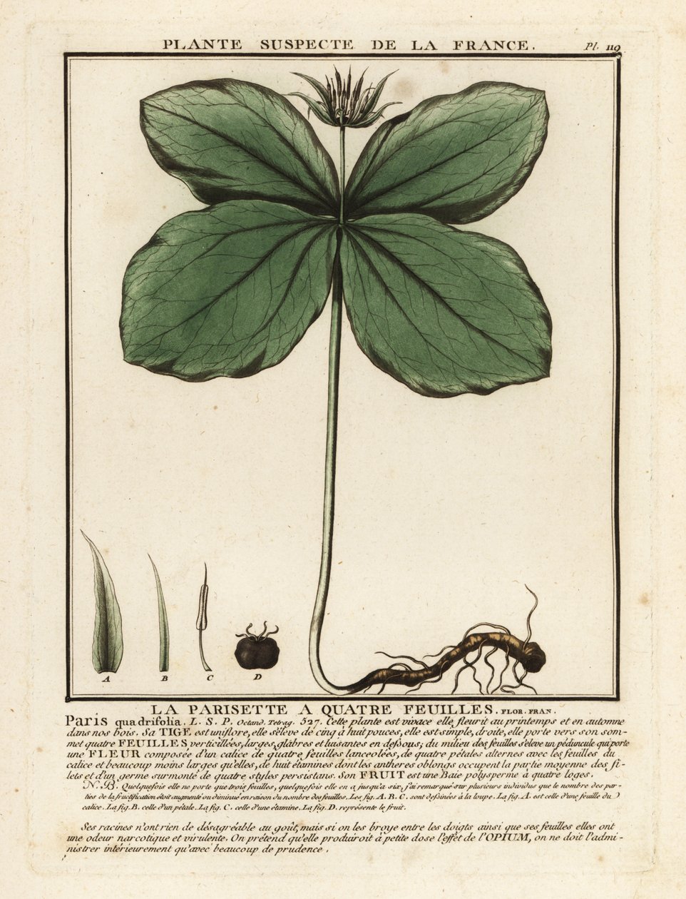 Ört-paris, Paris quadrifolia. av Unbekannter Künstler