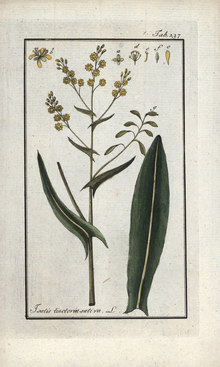 S:t Filips ört (Isatis tinctoria sativa). Litografi från "Afbeelding der Artseny-Gewassen" av Johannes Zorn (1739-1799), Nederländerna av Unbekannter Künstler