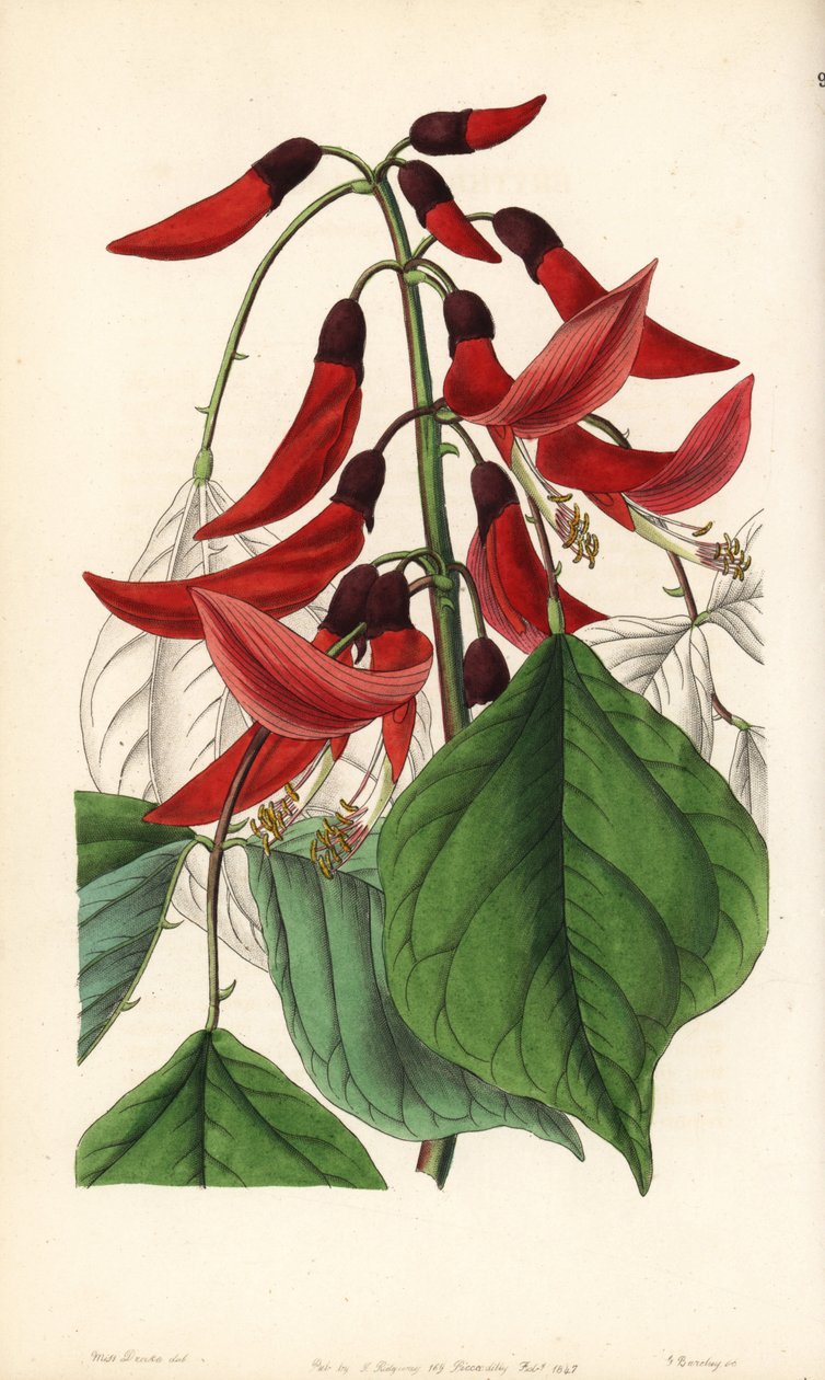 Örtartad eller Carolina-erythrina - Mr Bidwells erythrina-hybrid, Erythrina x bidwillii. Hybrid av Erythrina herbacea och Erythrina cristagalli. Handkolorerat kopparstick av George Barclay efter en illustration av Miss Sarah Drake från Edwards