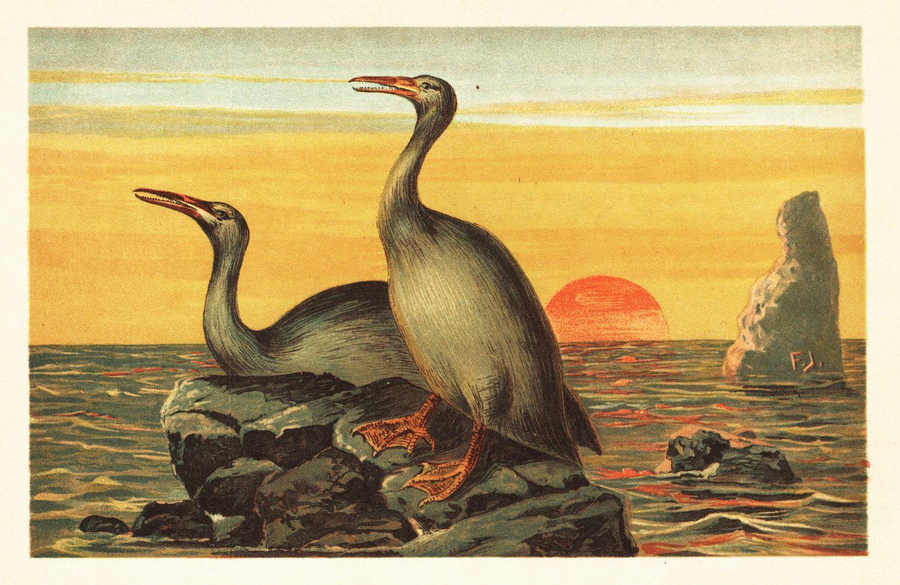 Hesperornis regalis, utdöd skarvliknande fågel.1908 (litografi) av Unbekannter Künstler