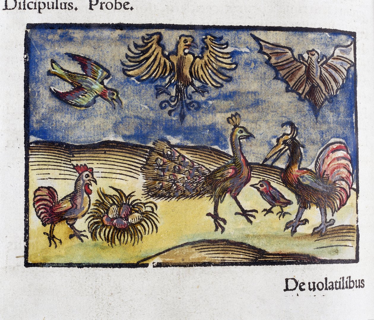 Naturhistoria, 1500-talets zoologi: fåglar och fladdermöss av Unbekannt