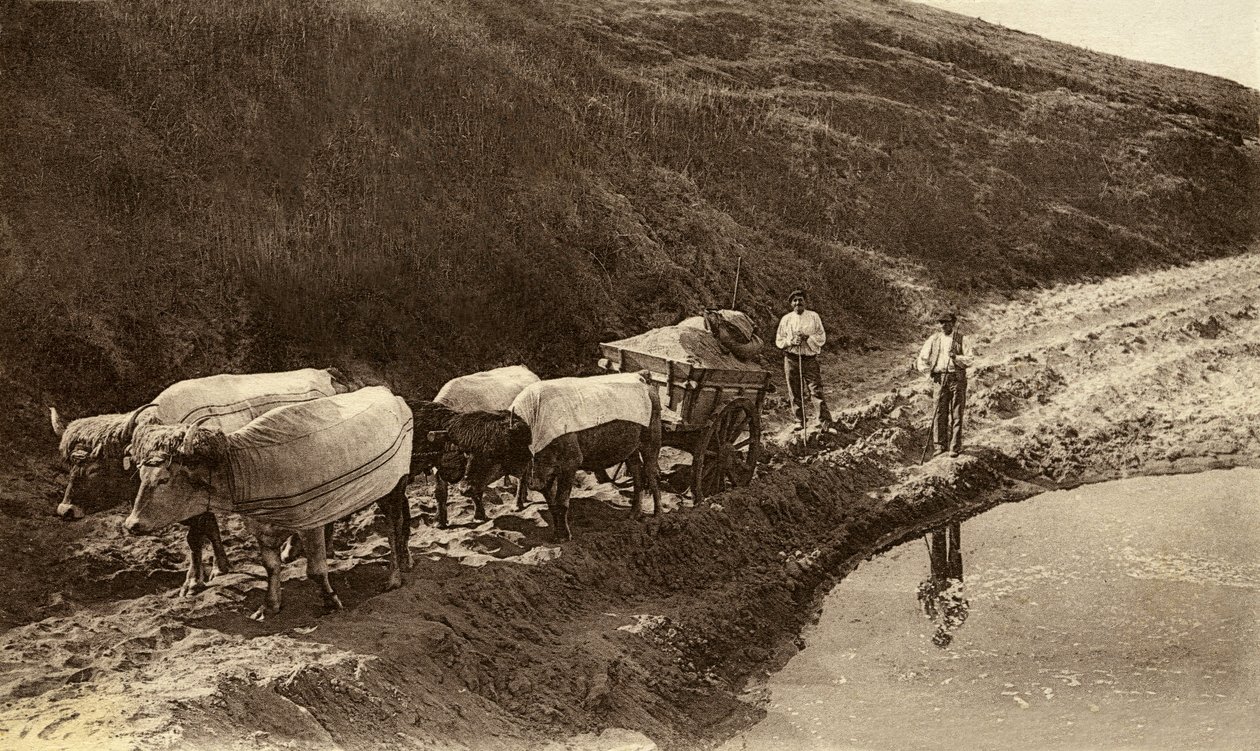 Oxar täckt med baskiska tyger, tidigt 1900-tal (s/v foto) av Alec Hunter