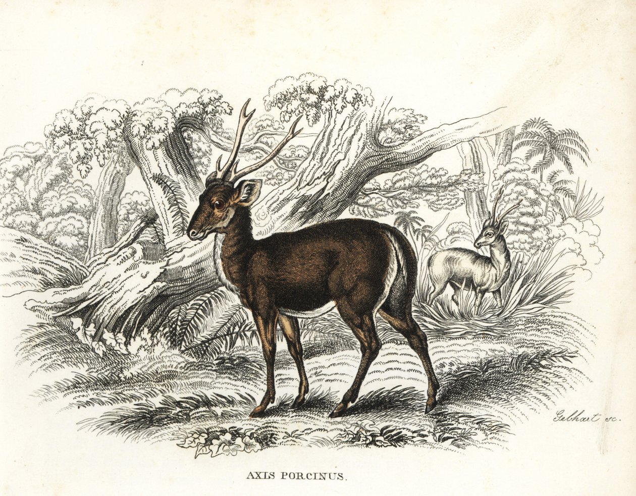 Svinhjort, Axis porcinus, utrotningshotad. Handkolorerad litografi av Gebhart från Georg Friedrich Treitschkes naturhistoriska galleri, Naturhistorischer Bildersaal des Thierreiches, Liepzig-1842. av Unbekannter Künstler