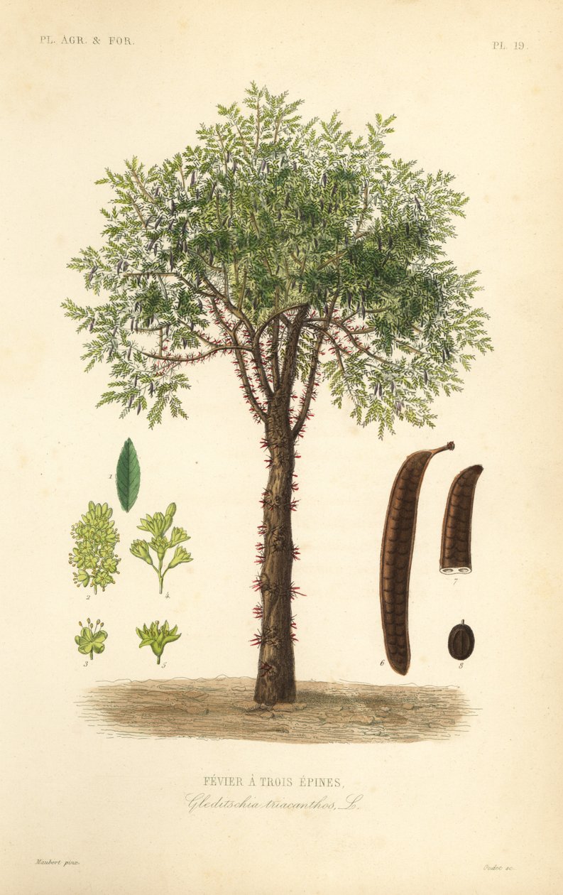 Honungsgräshoppa eller taggiga gräshoppor, Gleditsia triacanthos, Gleditschia triacanthos, Fevier a trois epines av Unbekannt