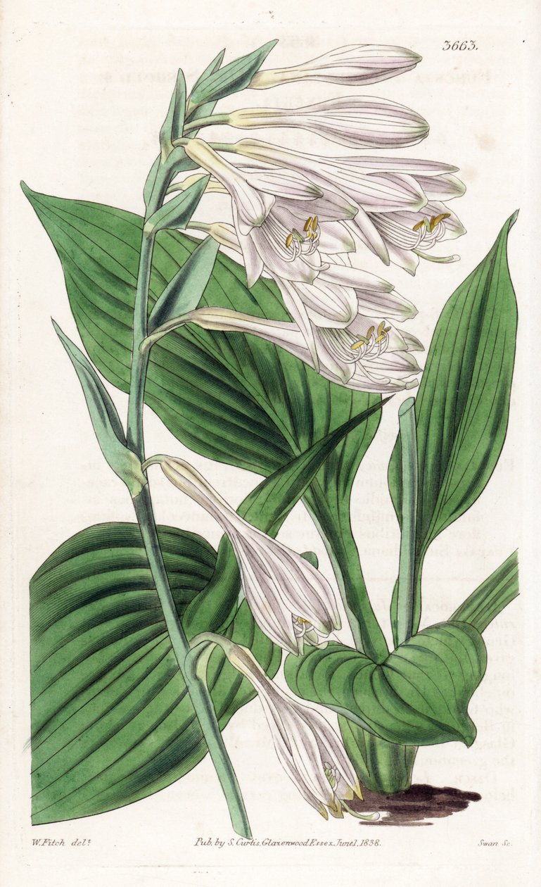Hosta från Japan - Hosta sieboldii (Dr. Siebolds funkia, Funkia sieboldiana). Handkolorerat kopparstick efter en botanisk illustration av Walter Fitch från William Jackson Hooker