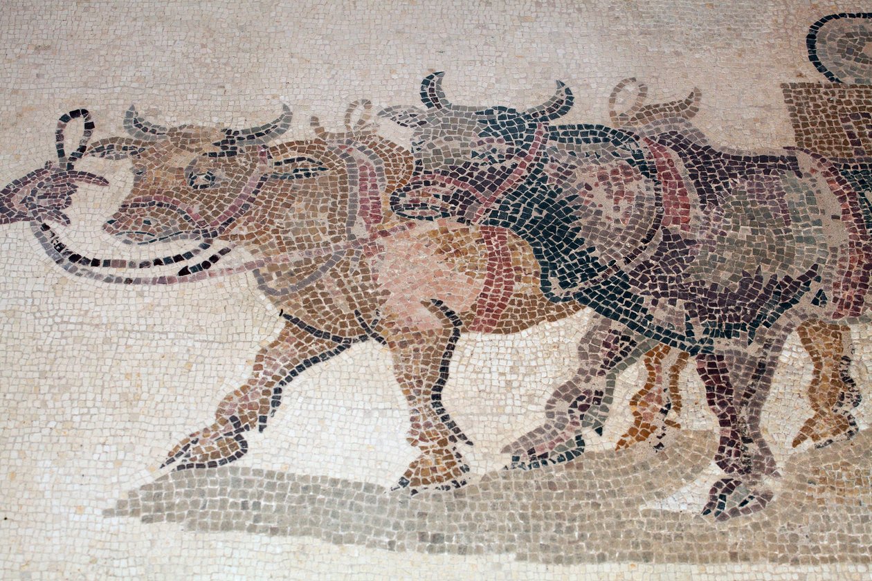 ICarios oxar och vagn från panelen som visar ögonblicket precis före tragedin med Icarios död efter att Dionysos lärde honom hur man odlar vin - Paphos Mosaics, House of Dionysos, 3:e århundradet e.Kr. - Cypern - Boeufs som drar tanken av Icarios, och "" t av William M. Timlin