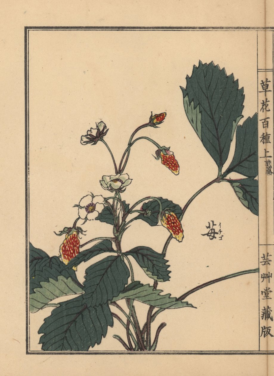Ichigo eller jordgubbe, Fragaria ananassa. Handkolorerat träsnitt av Kono Bairei från Kusa Bana Hyakushu (One Hundred Varieties of Flowers), Tokyo, Yamada av Unbekannter Künstler
