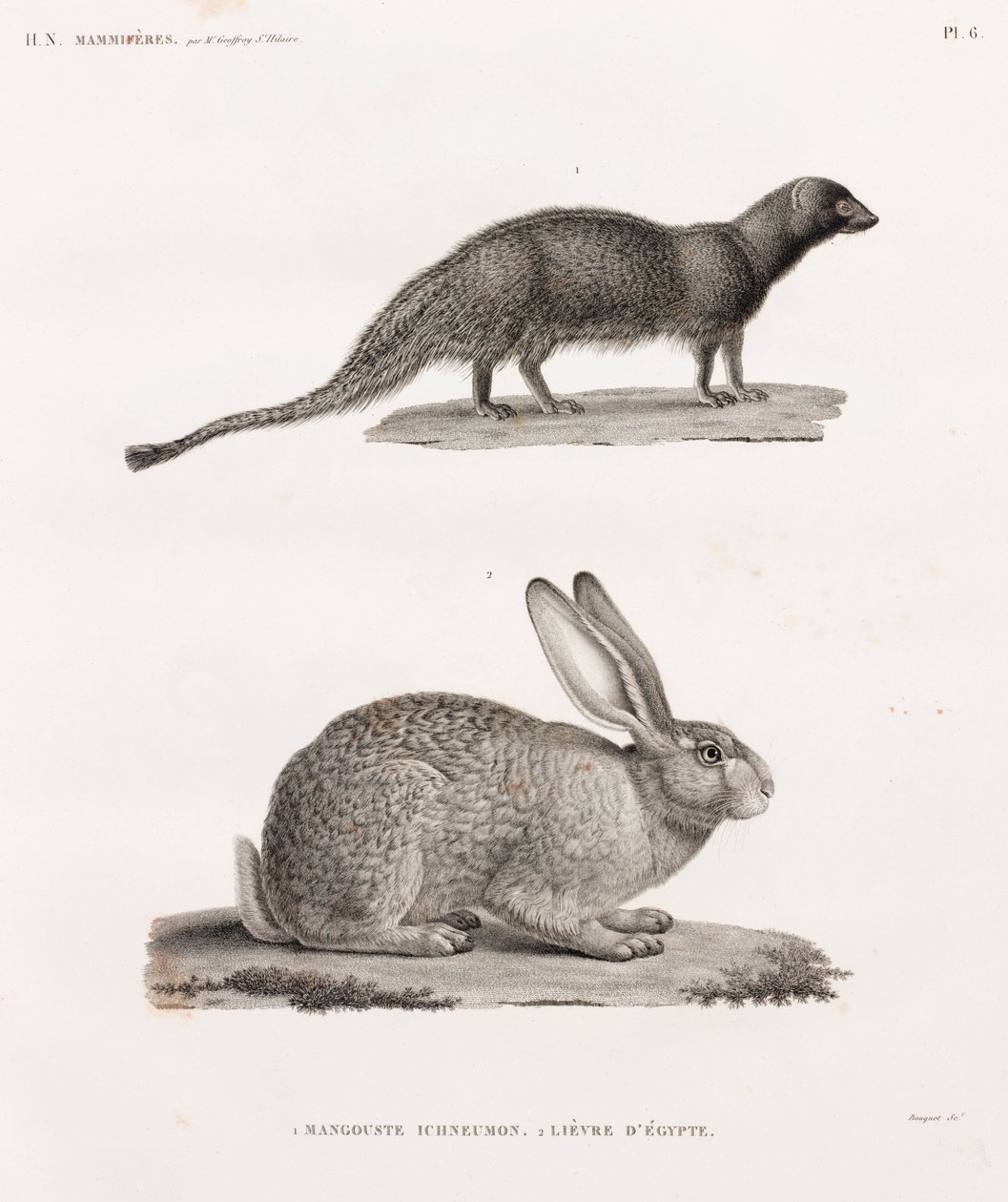 Ichneumon Mongoose & Hare från Egypten av Unbekannt