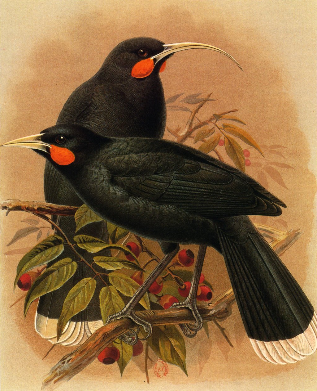 Illustration/Heteralocha acutirostris/Huia dimorphe/Huia av Unbekannt