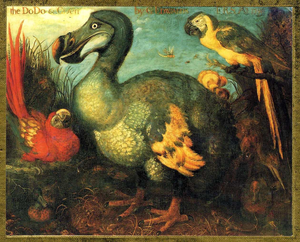 Illustration/Raphus cucullatus/Dodo av Mauritius/Dronte av Unbekannt
