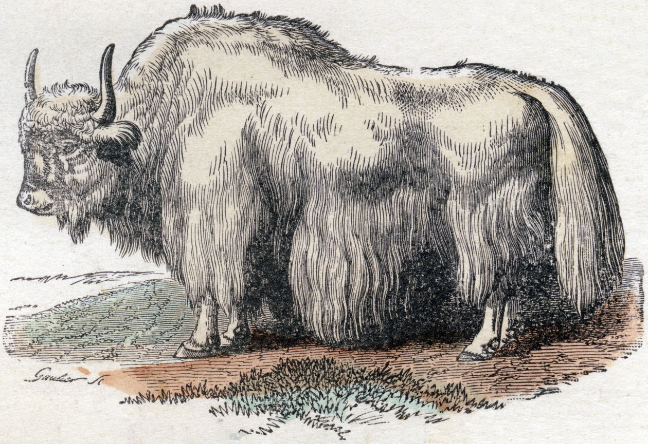 Illustration för "Alfabet Buffon" av Unbekannter Künstler