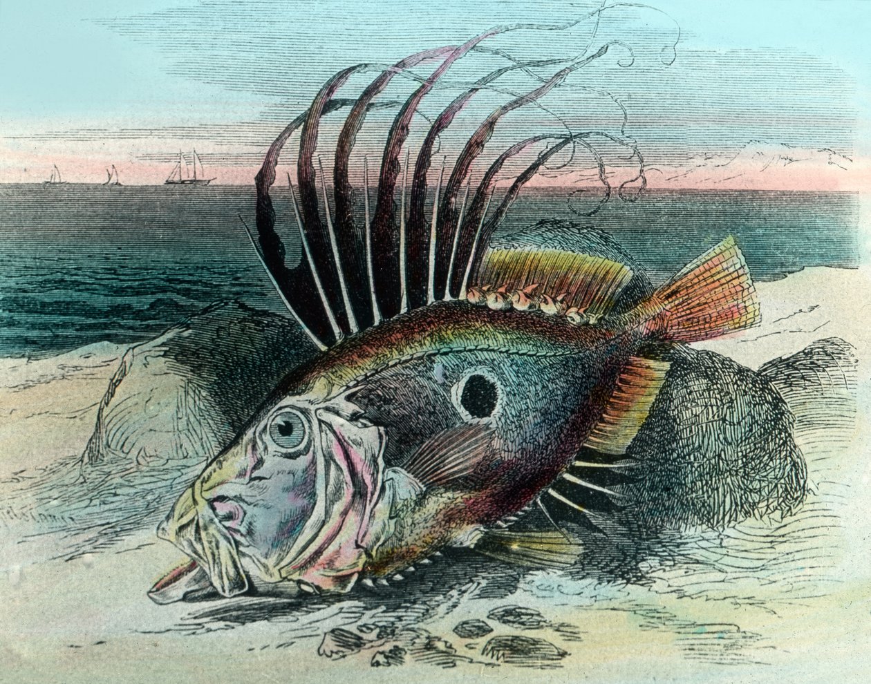 Illustration av en John dory fisk (Zeus faber) av Unbekannter Künstler