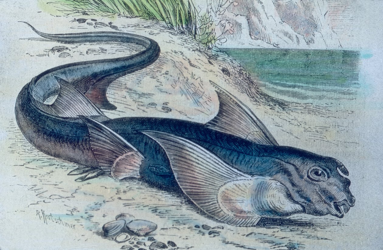 Illustration av en chimär (Hydrolagus colliei) av Unbekannter Künstler