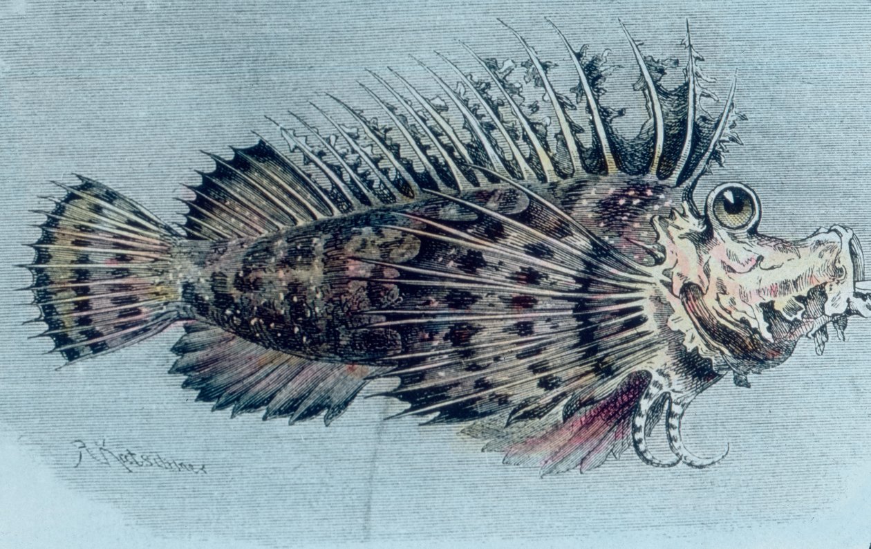 Illustration av en krönfisk (Lophotidae)) av Unbekannter Künstler