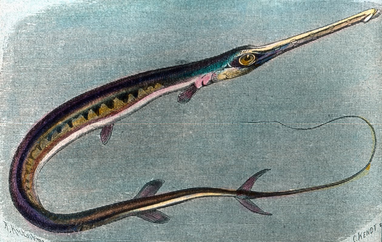 Illustration av en svärdfisk (Xiphias gladius) av Unbekannter Künstler