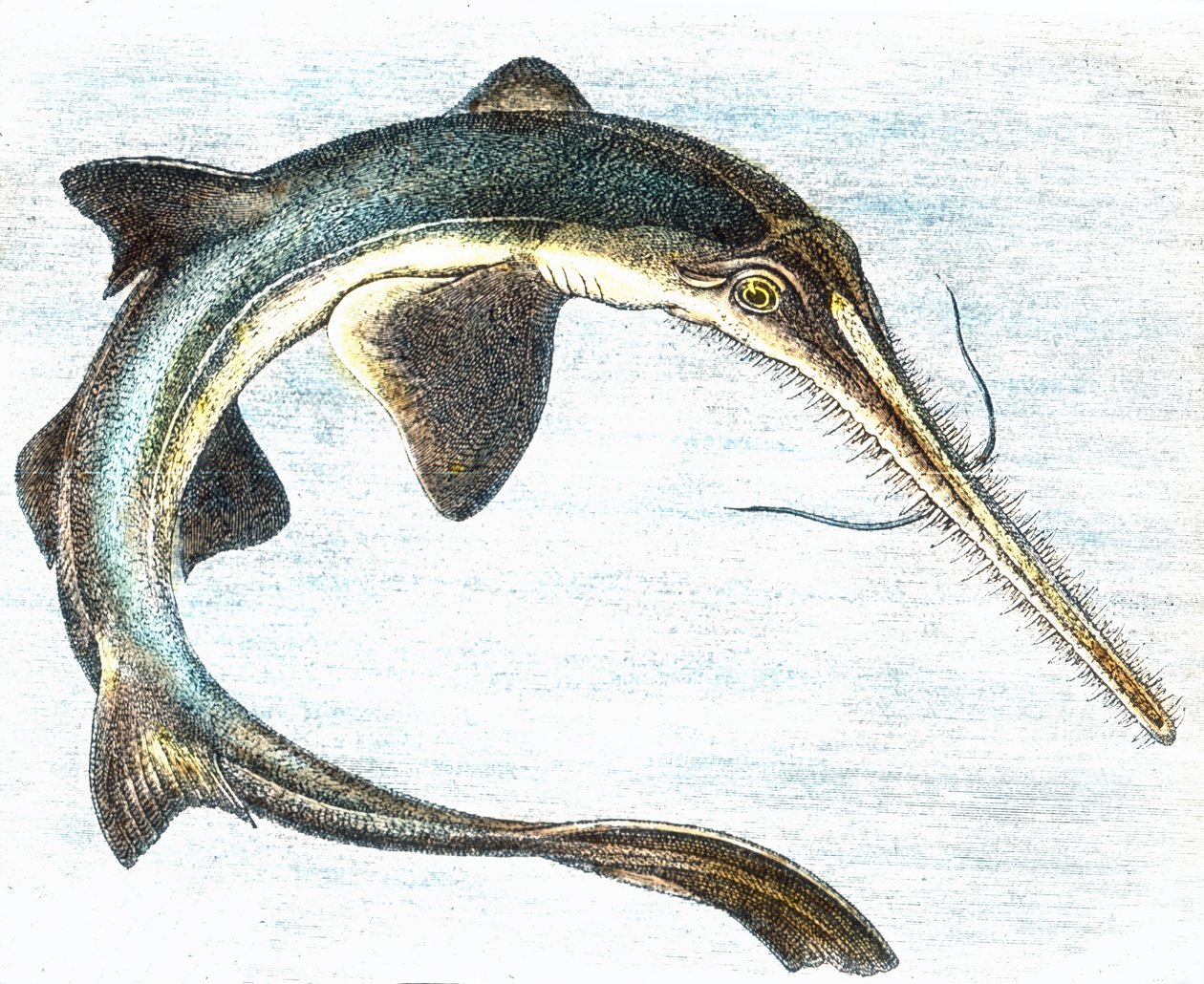Illustration av en svärdfisk (Xiphias gladius) av Unbekannter Künstler