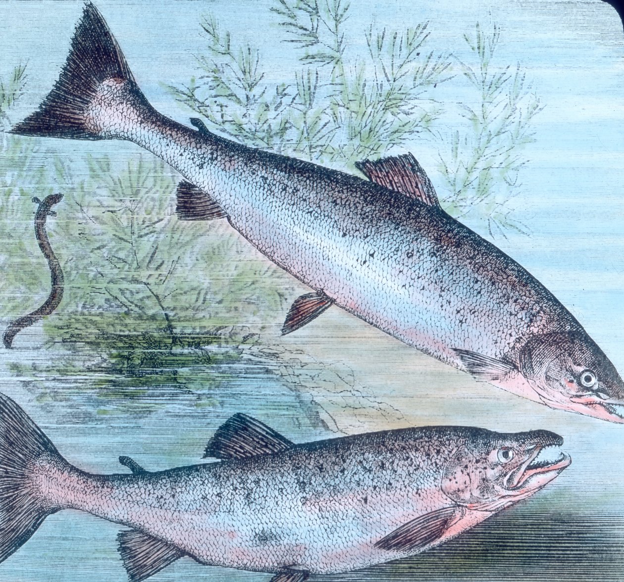 Illustration av lax och öring av Unbekannter Künstler