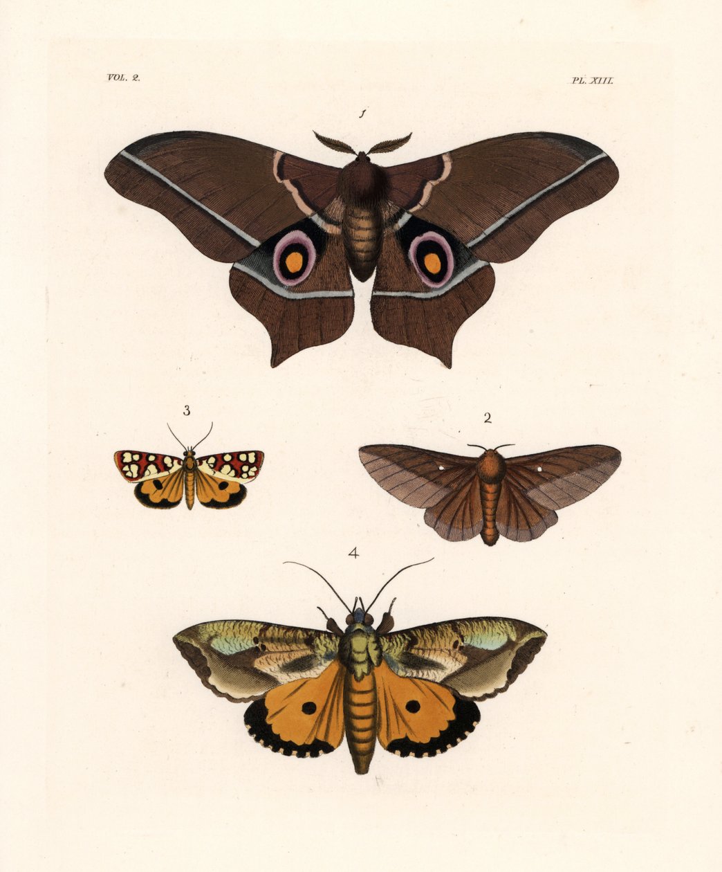 Imbrasia epimethea (Saturnia epimethea) 1, rosarandig ekvecklare, Anisota virginiensis (Dryocampa virginiensis) 2, Crameria aegocera (Aegocera amabilis) 3 och Eudocima materna (Triphaena materna) 4. Handkolorerad litografi från John O. Westwood