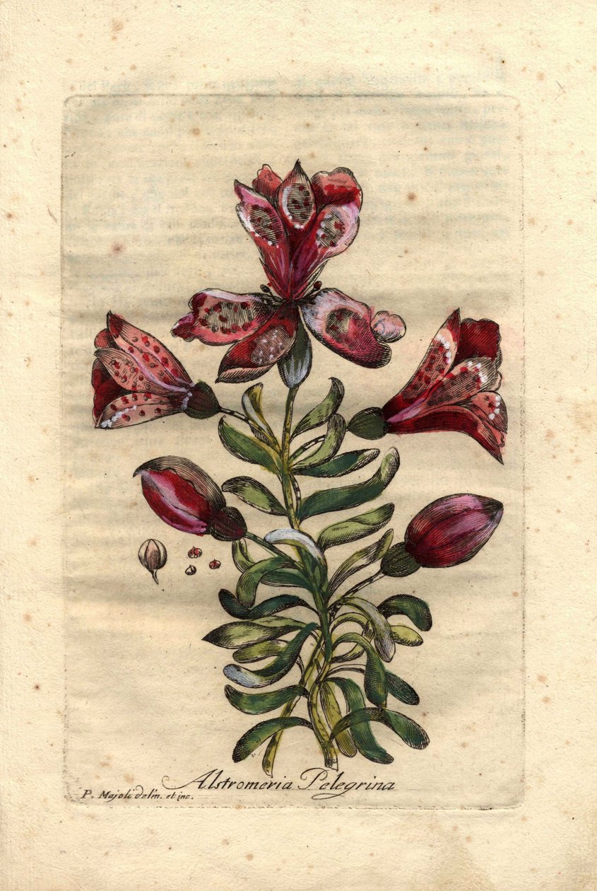 Inkalilja (Alstromeria pelegrina), infödd i Peru och Chile. Beskrivning av blommor, blad, stjälk och frön. Eau forte en couleurs, teckning av P.Maioli (eller Majoli), gravyr av Giuseppe Bianchi, publicerad 1786 i John Hill
