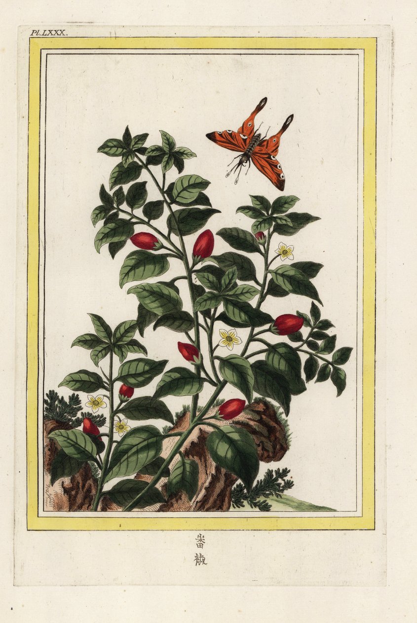 Indisk peppar. Peppar, Capsicum annuum. Handkolorerad etsning från Pierre Joseph Buchoz "Dyrbar och upplyst samling av de vackraste och märkligaste blommor, odlade både i Kinas trädgårdar och i Europas trädgårdar, Paris av Unbekannter Künstler