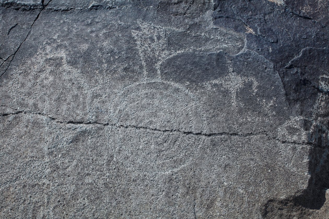 Indiska hällristningar - Djur- och symbolisk representation - Petroglyph National Monument - Albuquerque, New Mexico, USA (USA) av William M. Timlin