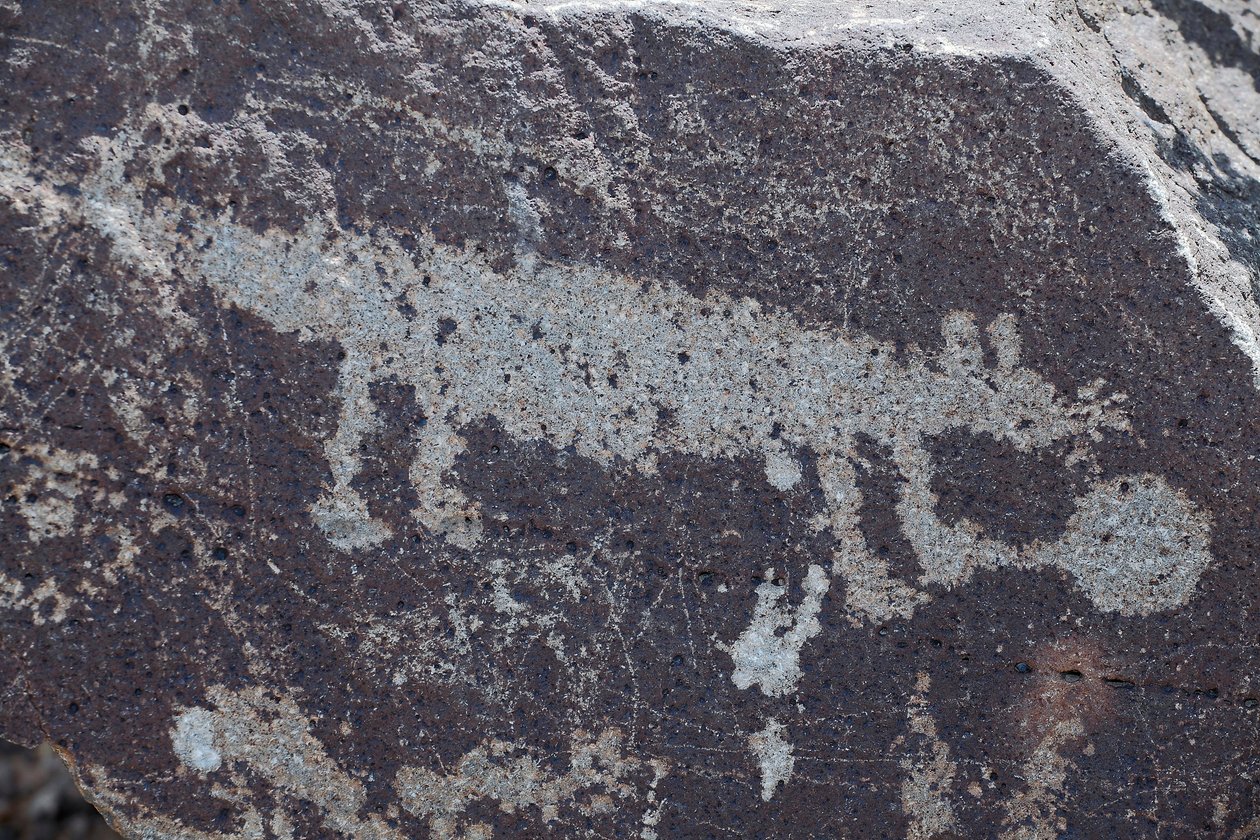 Indiska hällristningar som representerar djur - Petroglyph National Monument - Albuquerque, New Mexico, USA (USA) av William M. Timlin