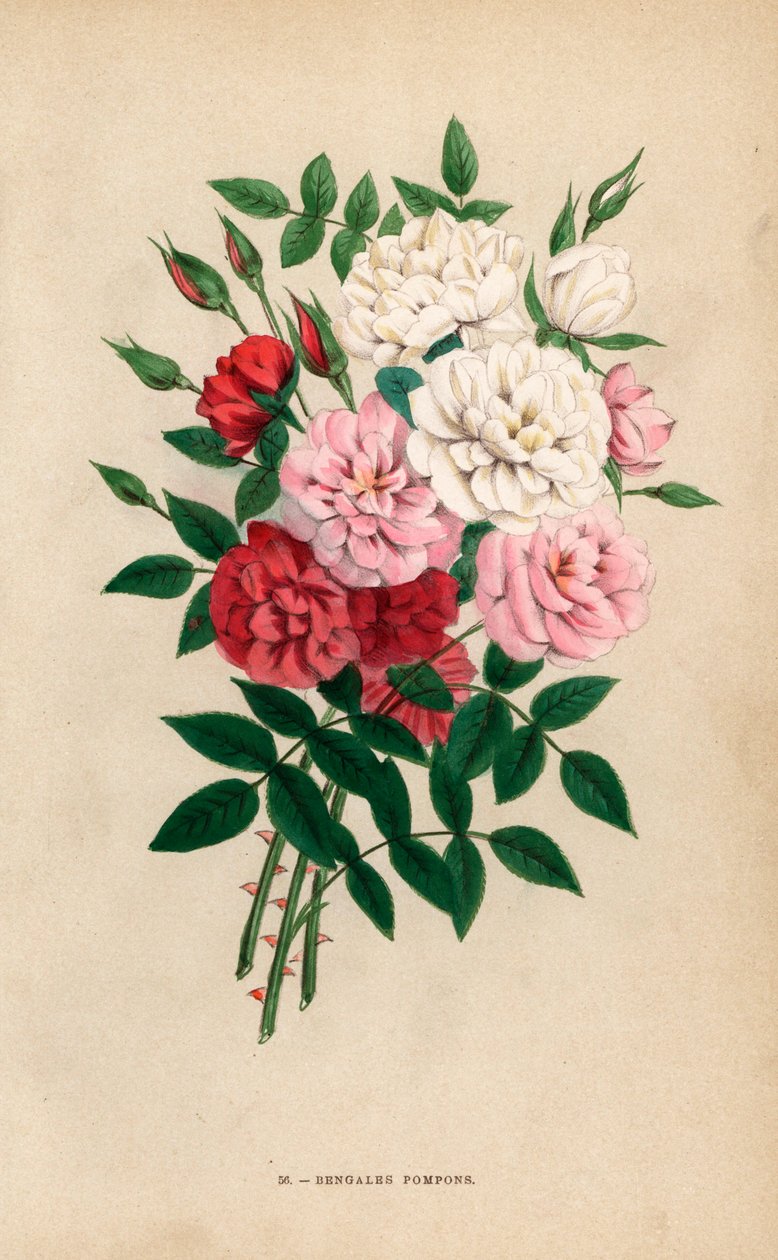 Indiska knapprosor, bengaliska pomponger, Rosa chinensis-hybrider. Kromolitografi ritad och litograferad efter naturen av F. Grobon från Hippolyte Jamain och Eugene Forney