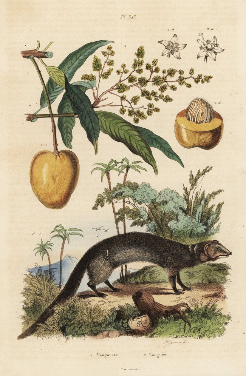 Indisk grå mangust, Herpestes edwardsi 1 och mango, Mangifera indica 2 av Unbekannt